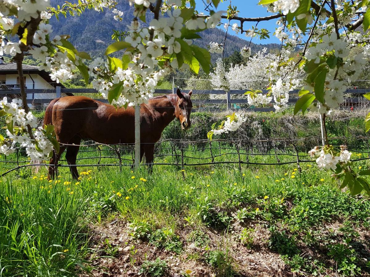 Haus Tirol Lägenhet Caldaro Exteriör bild